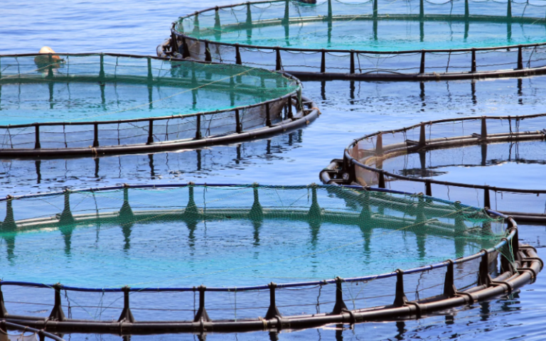 pesca Acquacoltura