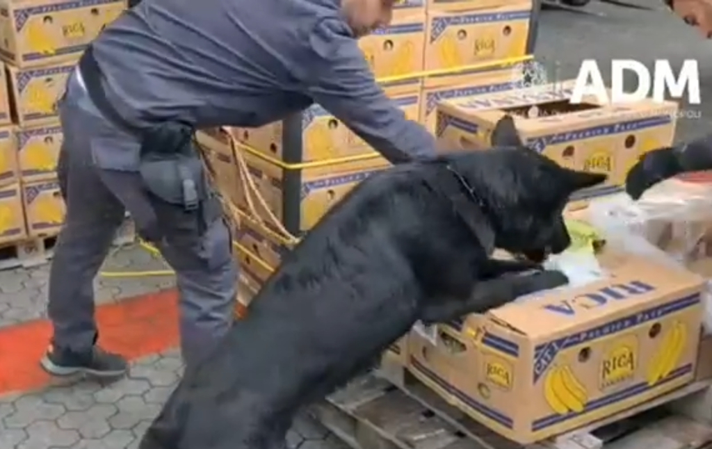 Cane antidroga
