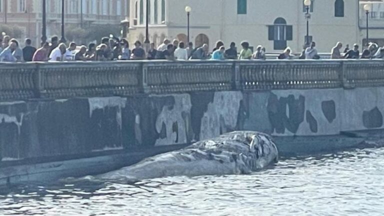 Balena a Livorno